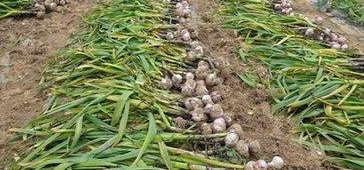 这些顺口溜，目前在农村很流行，是不是很现实呢？