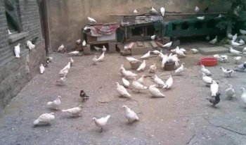 男子养信鸽，却孵出小鸡，父亲说出30年前的秘密，儿子感动羞愧