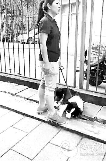 福州白马河边 大狗迎面扑来八旬依伯吓得坠河