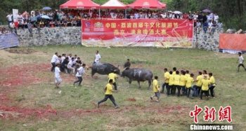 中国·荔波首届牛文化节开幕 上演猛牛争霸赛
