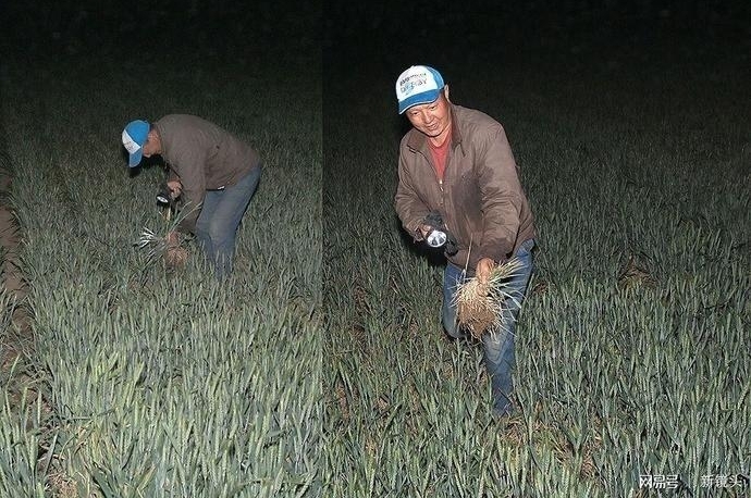 “买水”浇地，大旱之下的农民昼夜守井、夜不归宿