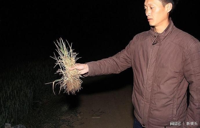 “买水”浇地，大旱之下的农民昼夜守井、夜不归宿