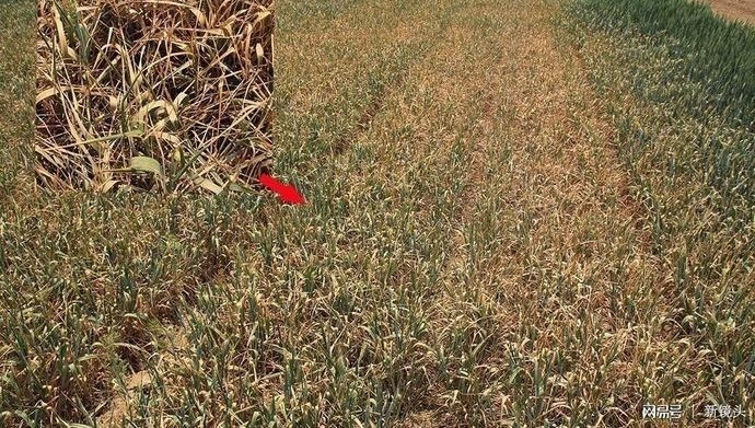 “买水”浇地，大旱之下的农民昼夜守井、夜不归宿