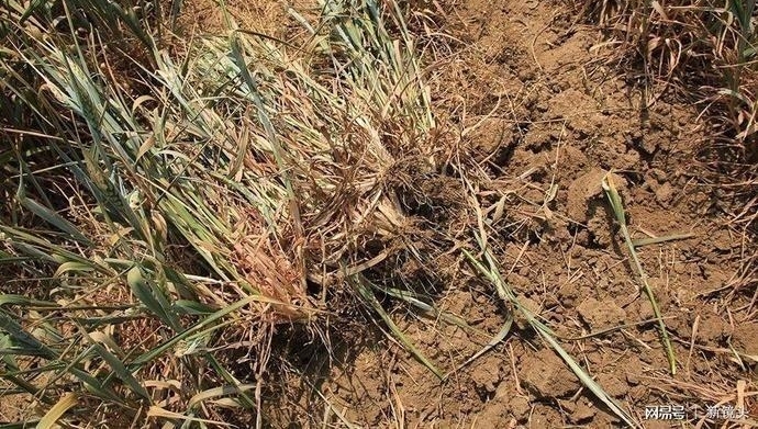 “买水”浇地，大旱之下的农民昼夜守井、夜不归宿