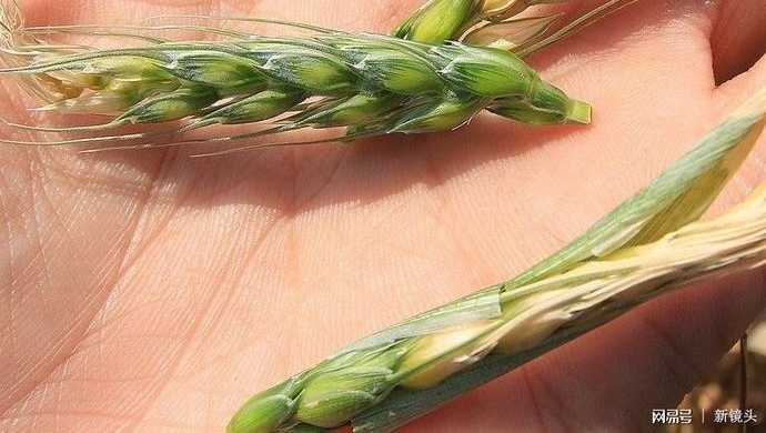 “买水”浇地，大旱之下的农民昼夜守井、夜不归宿