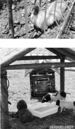 游客去野生动物园只看到泰迪母鸡 园方道歉并降价