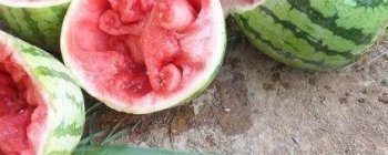 还怕月季疯长不开花，用点激素吧，保证爆盆！