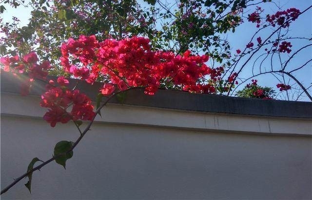 还怕月季疯长不开花，用点激素吧，保证爆盆！