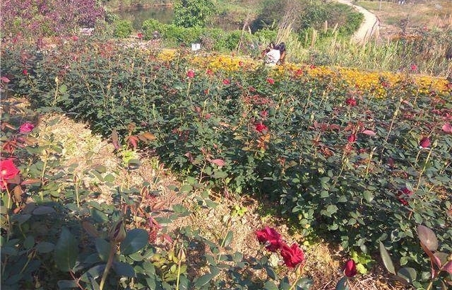 还怕月季疯长不开花，用点激素吧，保证爆盆！