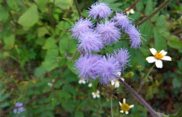 还怕月季疯长不开花，用点激素吧，保证爆盆！