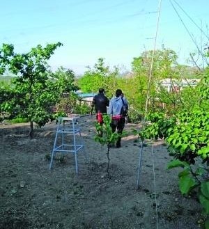 高空拉网 鸟儿迁徙躲重重陷阱