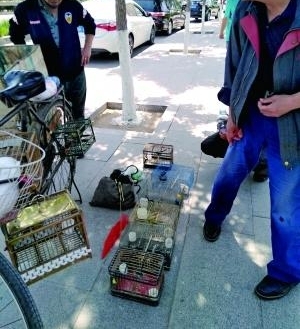 高空拉网 鸟儿迁徙躲重重陷阱