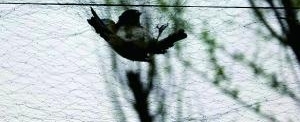 高空拉网 鸟儿迁徙躲重重陷阱