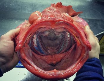 俄科学家晒深海怪鱼照片 仿佛异星生物