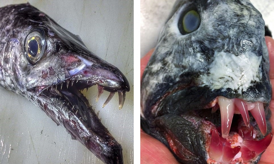 俄科学家晒深海怪鱼照片 仿佛异星生物