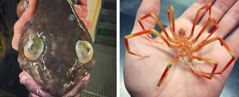 俄科学家晒深海怪鱼照片 仿佛异星生物