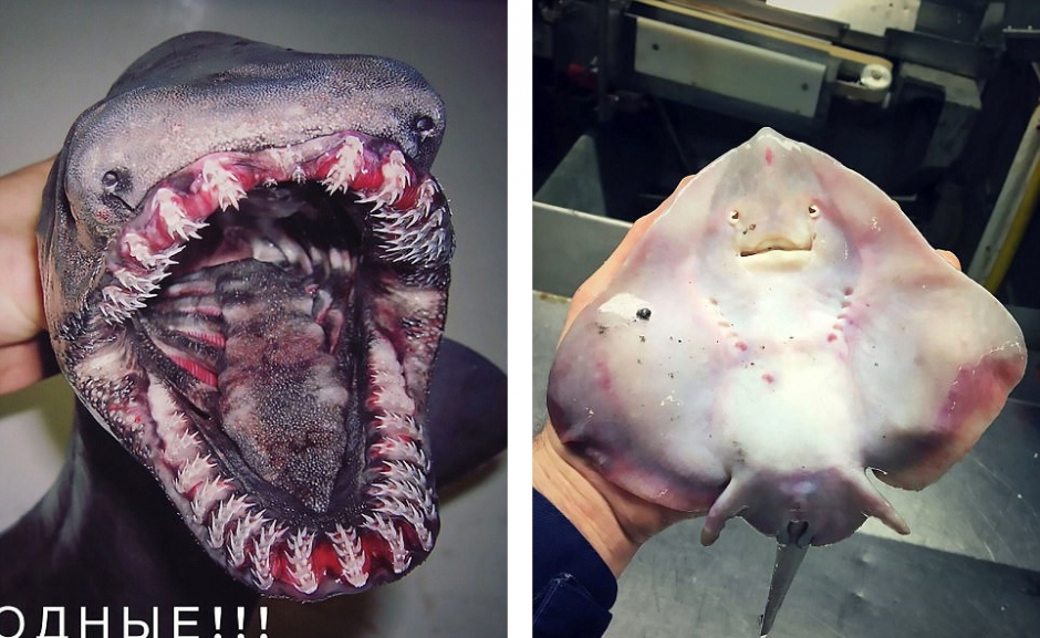 俄科学家晒深海怪鱼照片 仿佛异星生物