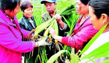 图文：种茭白奔富路