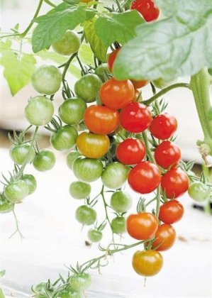 还番茄本来的味道