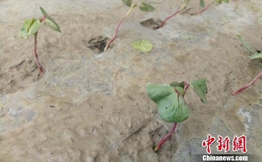 新疆南部地区遭冰雹暴雨袭击农作物受灾严重