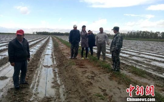 新疆南部地区遭冰雹暴雨袭击农作物受灾严重