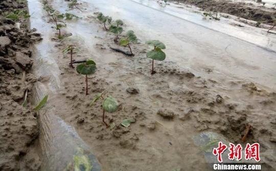 新疆南部地区遭冰雹暴雨袭击农作物受灾严重