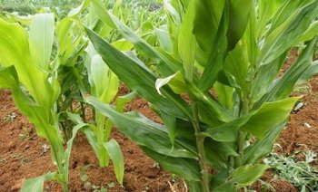 懒人吃的菜种植一次能够吃上好几年，住在高楼里的城里人也可以种