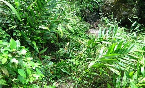 懒人吃的菜种植一次能够吃上好几年，住在高楼里的城里人也可以种