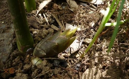 懒人吃的菜种植一次能够吃上好几年，住在高楼里的城里人也可以种