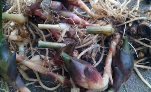 懒人吃的菜种植一次能够吃上好几年，住在高楼里的城里人也可以种