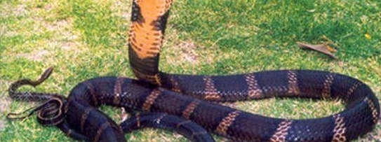 震惊！眼镜王蛇求欢不成毒杀同类！