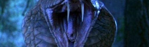 震惊！眼镜王蛇求欢不成毒杀同类！