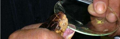 震惊！眼镜王蛇求欢不成毒杀同类！