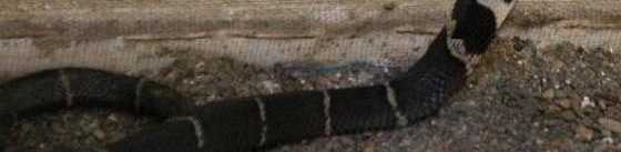 震惊！眼镜王蛇求欢不成毒杀同类！