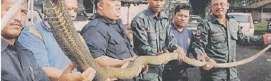 震惊！眼镜王蛇求欢不成毒杀同类！