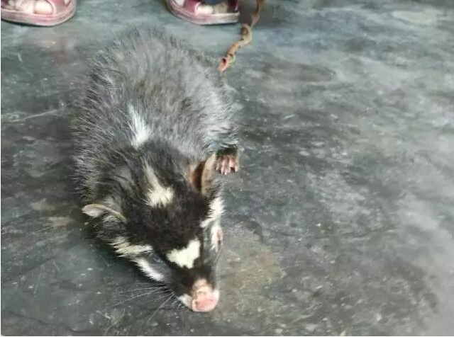 稀奇!捡到一只长着猪鼻子的动物，竟然是国家保护动物