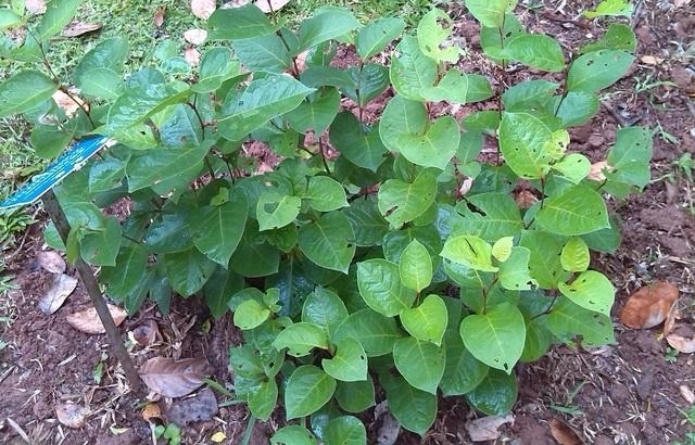 农村这种野草我们叫它“斑杖根”可以主治女性经闭，痛经等毛病！