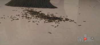 白蚁占领女子家 一路爬到宝宝脸上