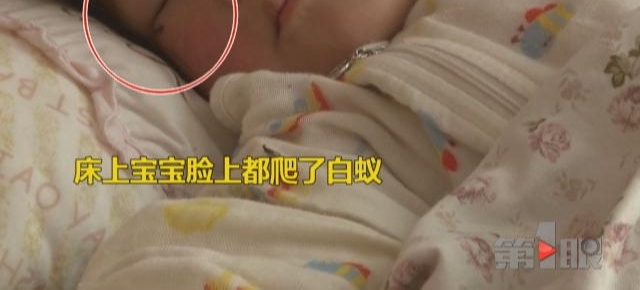 白蚁占领女子家 一路爬到宝宝脸上