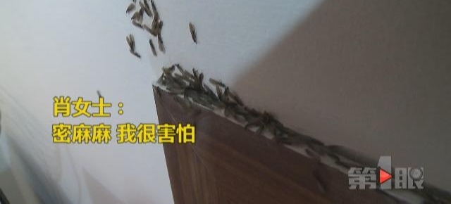 白蚁占领女子家 一路爬到宝宝脸上