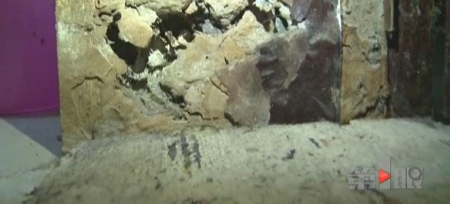 白蚁占领女子家 一路爬到宝宝脸上