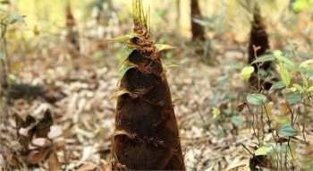 诸暨一大妈挖笋到夜未归 警民携手搜山寻回