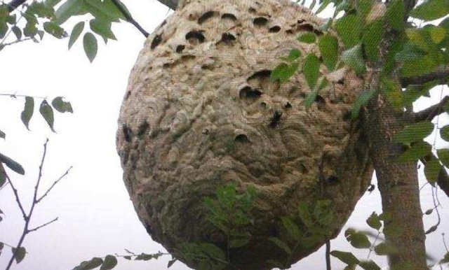 男子的好奇心, 把一个草球从野外带回家, 但是当他撬开一看