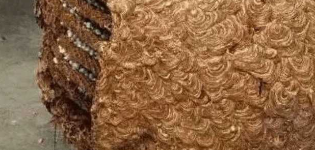 男子的好奇心, 把一个草球从野外带回家, 但是当他撬开一看