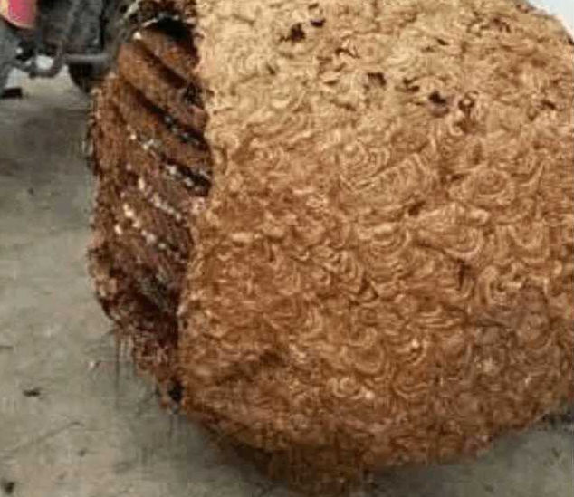 男子的好奇心, 把一个草球从野外带回家, 但是当他撬开一看