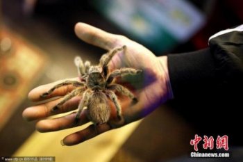 女子花5.5万美元养1500只狼蛛当宠物 曾被咬14次