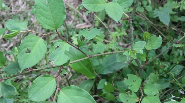 农村这种野草我们叫它“斑杖根”可以主治女性经闭，痛经等毛病！