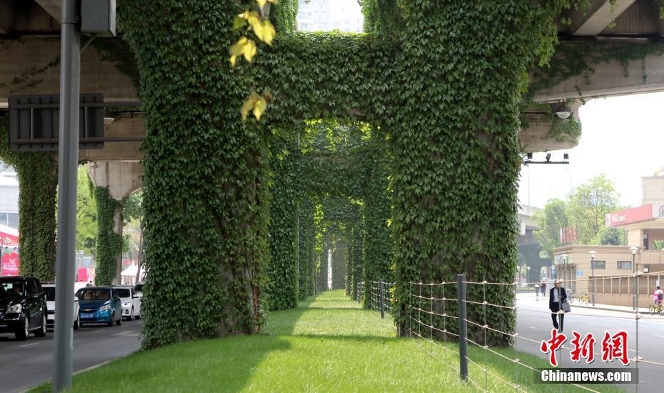 成都爬山虎“围攻”高架桥