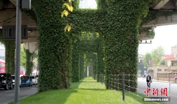 成都爬山虎“围攻”高架桥