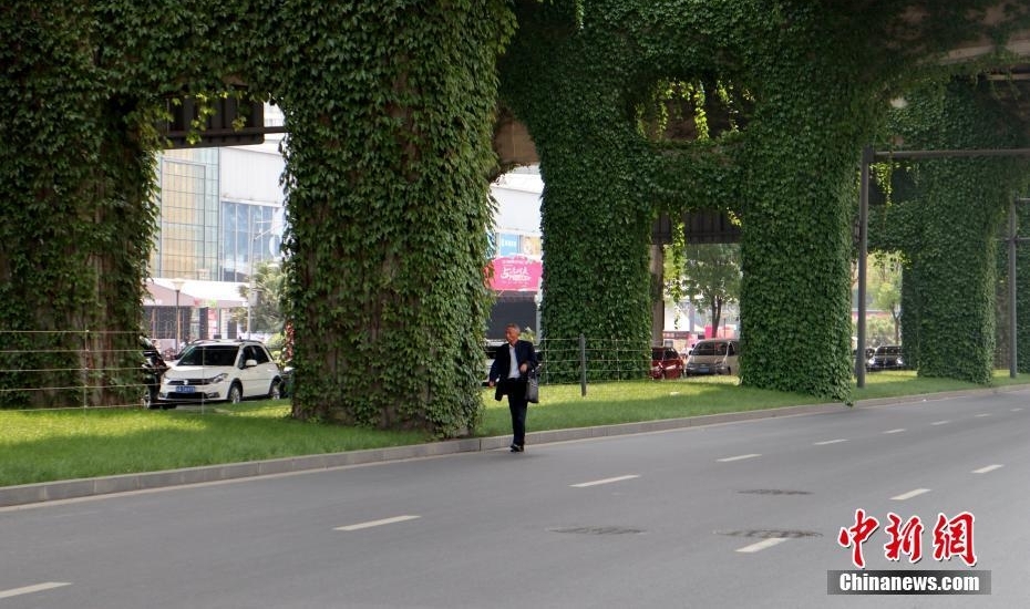 成都爬山虎“围攻”高架桥